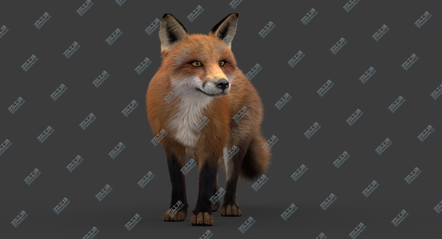 images/goods_img/202104021/3D model Fox (2) (RIG) (Fur)/4.jpg
